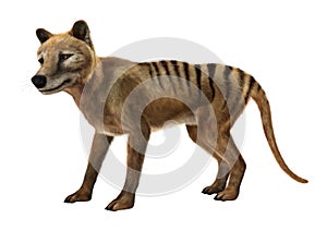 3D Rendering Thylacine on White photo