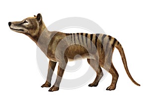 3D Rendering Thylacine on White photo