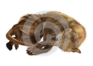 3D Rendering Thylacine on White photo