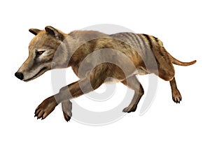 3D Rendering Thylacine on White photo