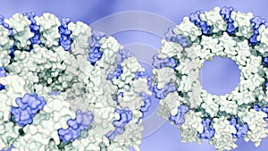 A 3D rendering of the TRiC or CCT chaperonin.