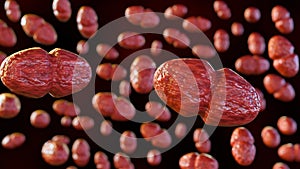 Vancomycin-resistant Enterococcus or VRE, Enterococcus faecalis