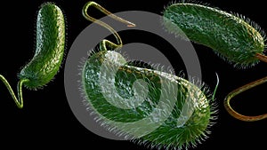 3D rendering of Vibrio vulnificus