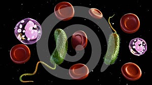 Vibrio vulnificus, red blood cells and white blood cells