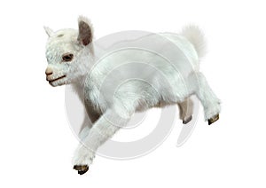 3D Rendering Baby Goat on White