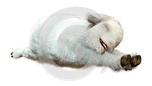 3D Rendering Baby Goat on White