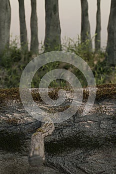 3d renderong of close up fallen tree with green moss in front of
