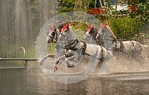 D riving competition for four-in-hand marathon in Germany