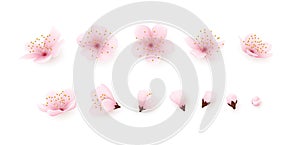 3d sakura flowers. Soft pink blossom cherry set, japan spring bud and branch, floral fruit blooming tree. Realistic