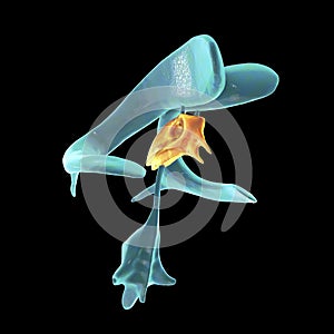 The third brain ventricle, illustration