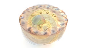 3D structure fat cell on white bg 3d