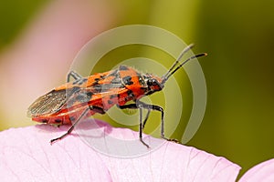 Corizus hyoscyami - A plant bug.