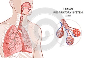 3d vector of the human Respiratory System, lungs, alveoli. Inside larynx nasal throttle anatomy. Man body parts. Hand photo