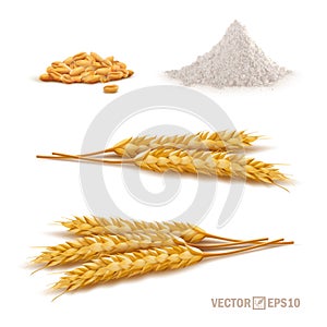 3d vector realistic wheat set, a bunch of ears, falling grains, a slide of flour