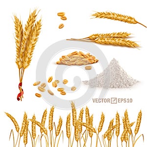 3d vector realistic wheat set, a bunch of ears, falling grains, a slide of flour, a field of ears