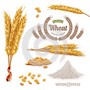 3d vector realistic wheat set, a bunch of ears, falling grains, a slide of flour, logo for flour