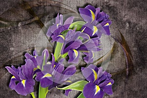3d wallpaper, Iris sanguinea on abstract canvas textures. photo