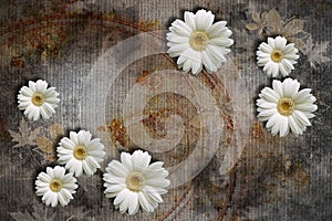 3d wallpaper textere, white chamomiles on abstract canvas textures. photo