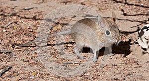 D31_5161 - Bushveld Elephant Shrew (Elephantulus intufi) Kgalagadi Transfortier Park, South Africa. jpg