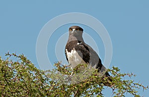 D31_7006 - Black-chested Snake-Eagle (Circaetus pectoralis) Kgalagadi Transfrontierr Park, South Africa . jpg