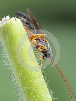 D31 P1010069 Ichneumon Wasp family Ichneumonidae copyright ernie cooper 2019