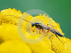 D32 P1010079 Ichneumon Wasp family Ichneumonidae copyright ernie cooper 2019