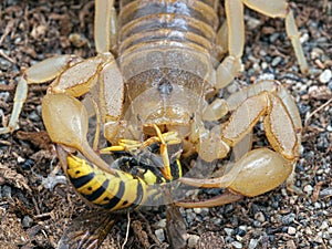 D7 P1010009 paravaejovis spinigerus eating an aerial yellowjacket wasp Dolichovespula arenaria copyright ernie cooper 2019