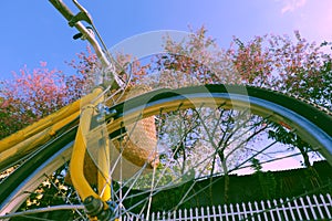 Da Lat, Viet Nam in springtime, yellow bike cherry blossom tree