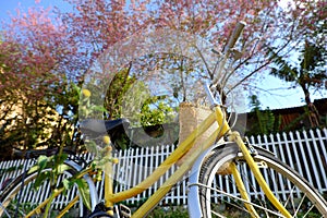 Da Lat, Viet Nam in springtime, yellow bike cherry blossom tree