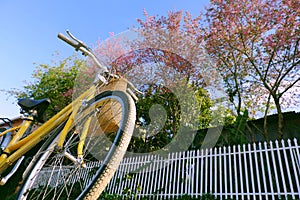 Da Lat, Viet Nam in springtime, yellow bike cherry blossom tree