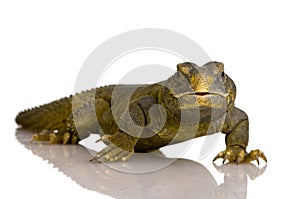 Dabb Lizard