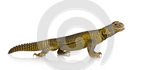 Dabb Lizard