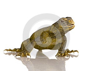 Dabb Lizard
