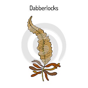 Dabberlocks Alaria esculenta , or badderlocks, winged kelp, edible seaweed