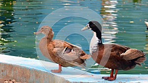 The dabbling ducks in zoo