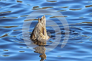 Dabbling Female Mallard