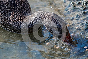 Dabbling Freckled Duck