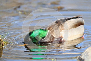 Dabbling mallard drake