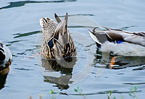 Dabbling Mallard Duck Hen