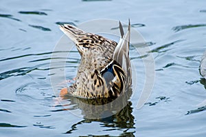 Dabbling Mallard Duck Hen