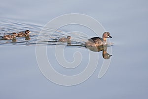 Dabchick