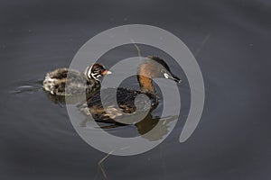 Dabchick
