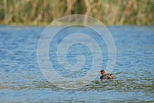 Dabchick