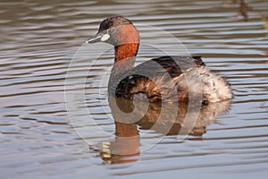 Dabchick swimming on a pond with reflection