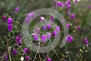 Daboecia cantabrica blooming flowers photo