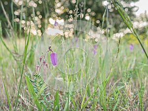 daboecia cantabrica flower blooming irish heath plant outdoor photo