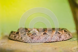 Daboia siamensis (Eastern Russell\'s viper, Siamese Russell\'s viper) is a venomous viper species that is endemic to parts of