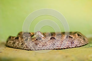 Daboia siamensis (Eastern Russell\'s viper, Siamese Russell\'s viper) is a venomous viper species that is endemic to parts of