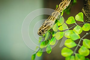 Daboia siamensis snake, a venomous viper species that is endemic