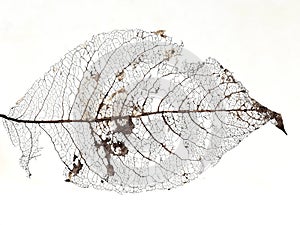 Dacay of an old leaf